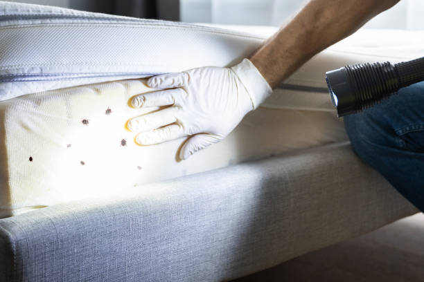 Best Residential Pest Control  in Fairfax, CA